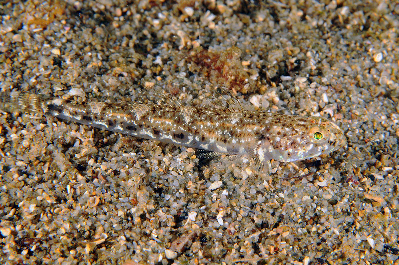 Pomatoschistus marmoratus e Pomatoschistus bathi